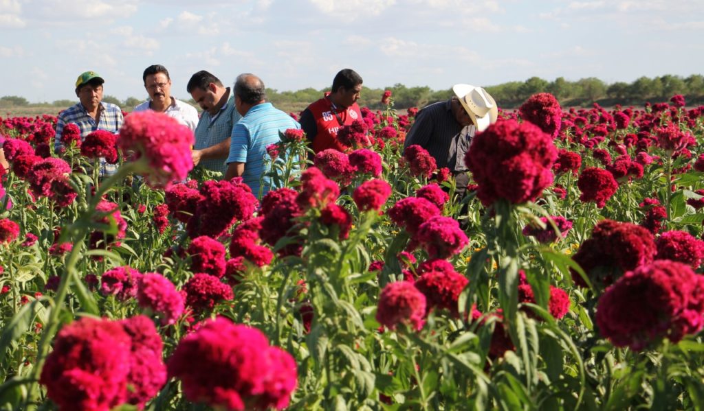 Flores Rb 1024x599