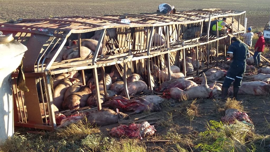 Matadero en la vía pública. Cerdos 1024x576