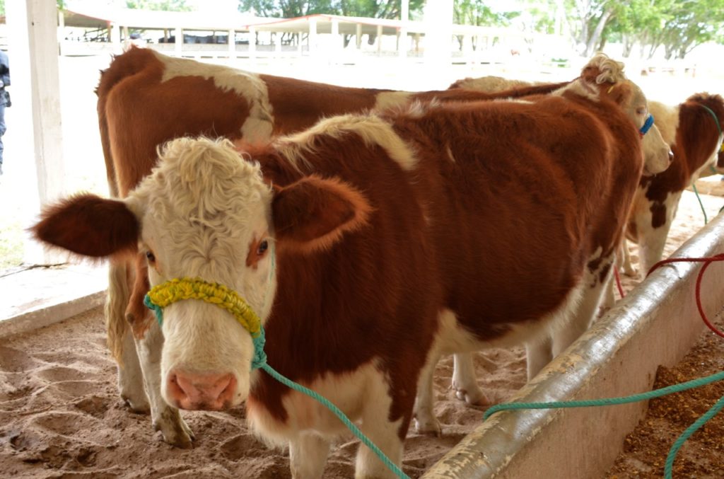 Thumbnail SRU 031 2017. Realizará Desarrollo Rural Primer Foro De Bovinos Leche 3 1024x677