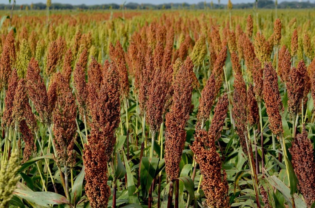 Thumbnail SRU 041 2017. Productores De Sorgo Intercambiarán Conocimientos E Innovación 2 1024x678