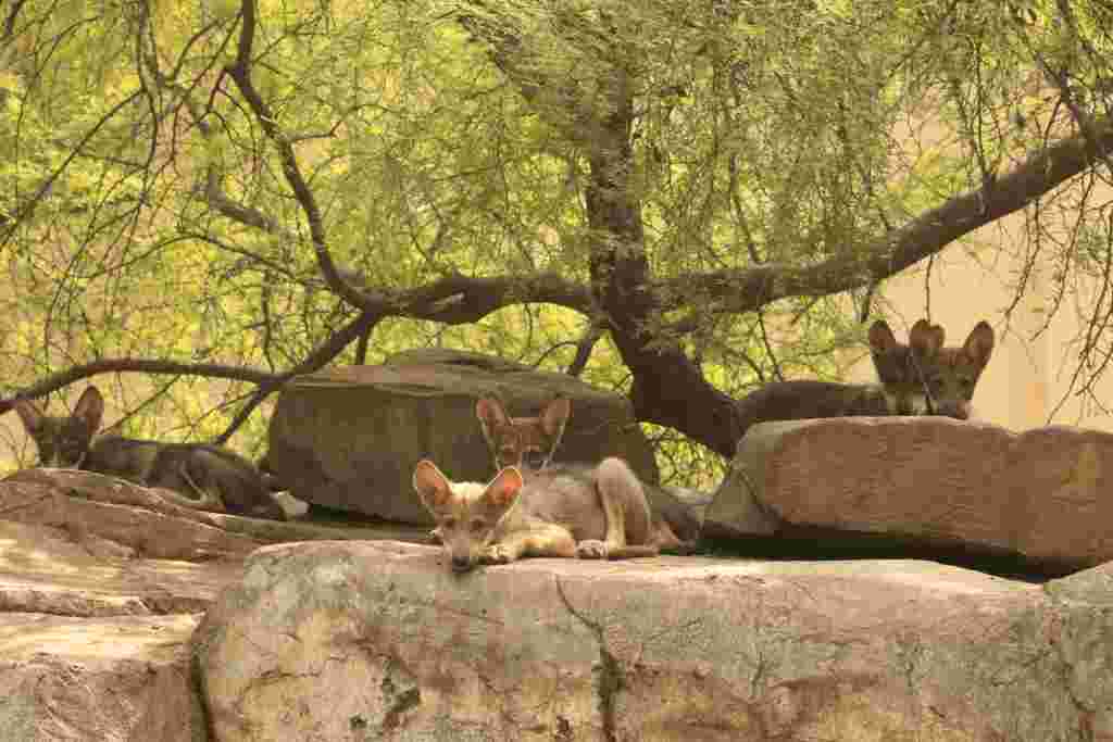Nacen 6 crías de lobo gris mexicano en zoológico Tamatán CPB 009 2019. Nacen 6 Crías De Lobo Gris Mexicano En Zoológico Tamatán 4 1024x683